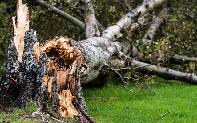 City of Atlanta Emergency Storm Repair and Tree Removal Permitting